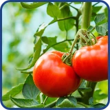 Extracto de frutos de tomate